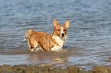 CORGI CARDIGAN 154
